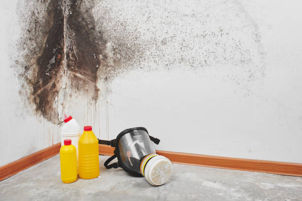 Best Insurance-Related Mold Remediation in Lackland Af, TX