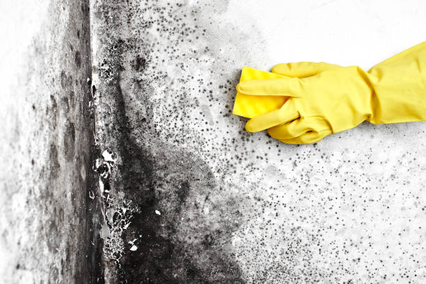 Best HVAC Mold Remediation in Lackland Af, TX