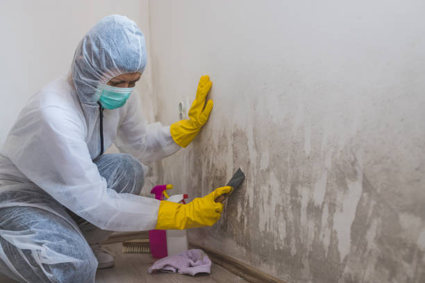 Best HVAC Mold Remediation in Lackland Af, TX