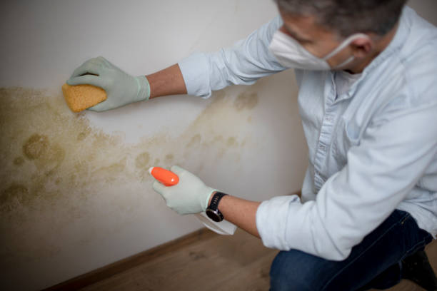 Best Mold Remediation for Schools in Lackland Af, TX