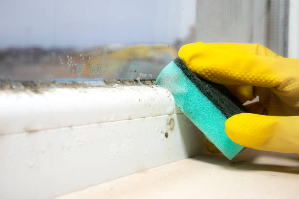 Best Basement Mold Remediation in Lackland Af, TX