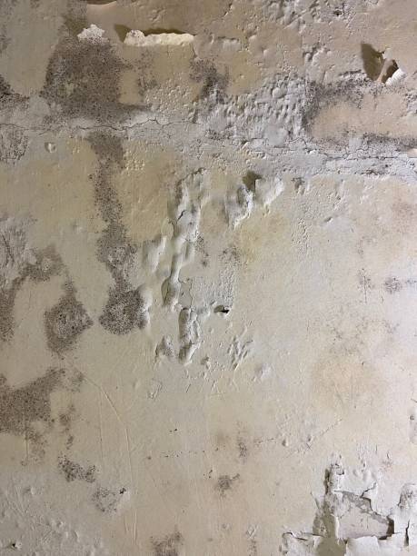 Best Post-Flood Mold Remediation in Lackland Af, TX