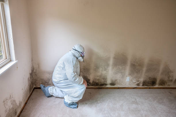 Best Post-Remediation Services in Lackland Af, TX
