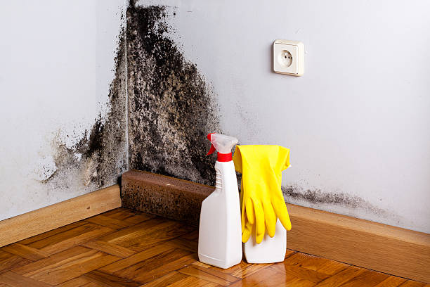 Best Post-Flood Mold Remediation in Lackland Af, TX