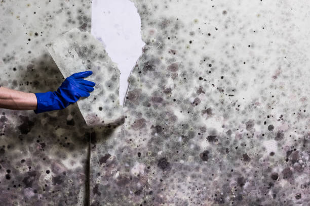 Professional Mold Remediation in Lackland Af, TX
