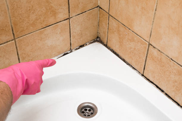 Best Basement Mold Remediation in Lackland Af, TX